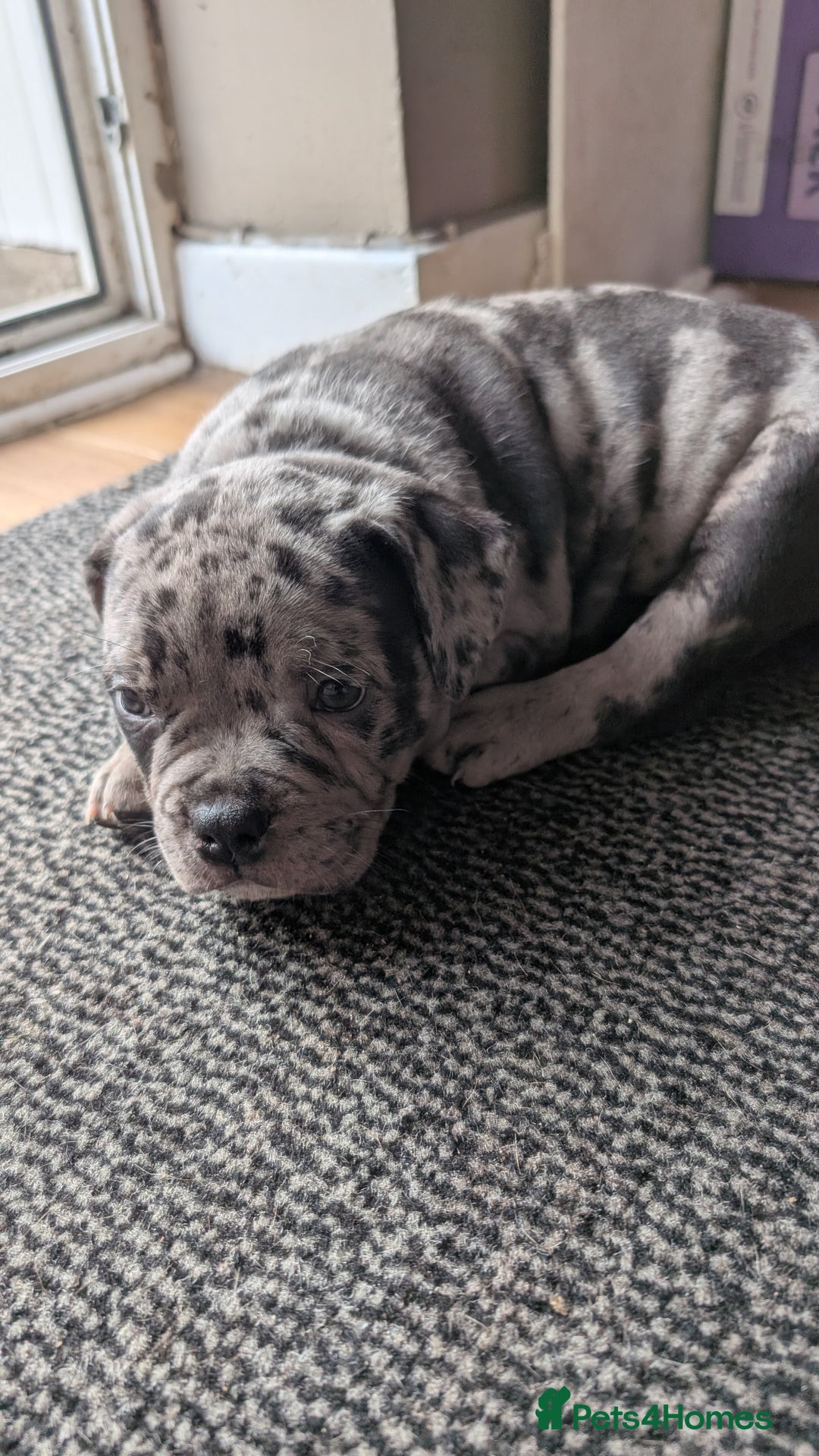 Mixed Breed dogs for sale: Beautiful pups with stunning markings  - Image 30