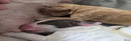 Cocker Spaniel dogs for sale: 4 beautiful cocker spaniel puppies - Advert 4