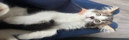Mixed Breed cats for sale: Fluffy Kittens for sale - Advert 35
