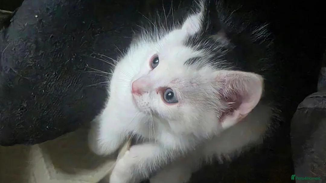 Mixed Breed cats for sale: 3 beautiful kitten ready to go to forever home  - Advert 2