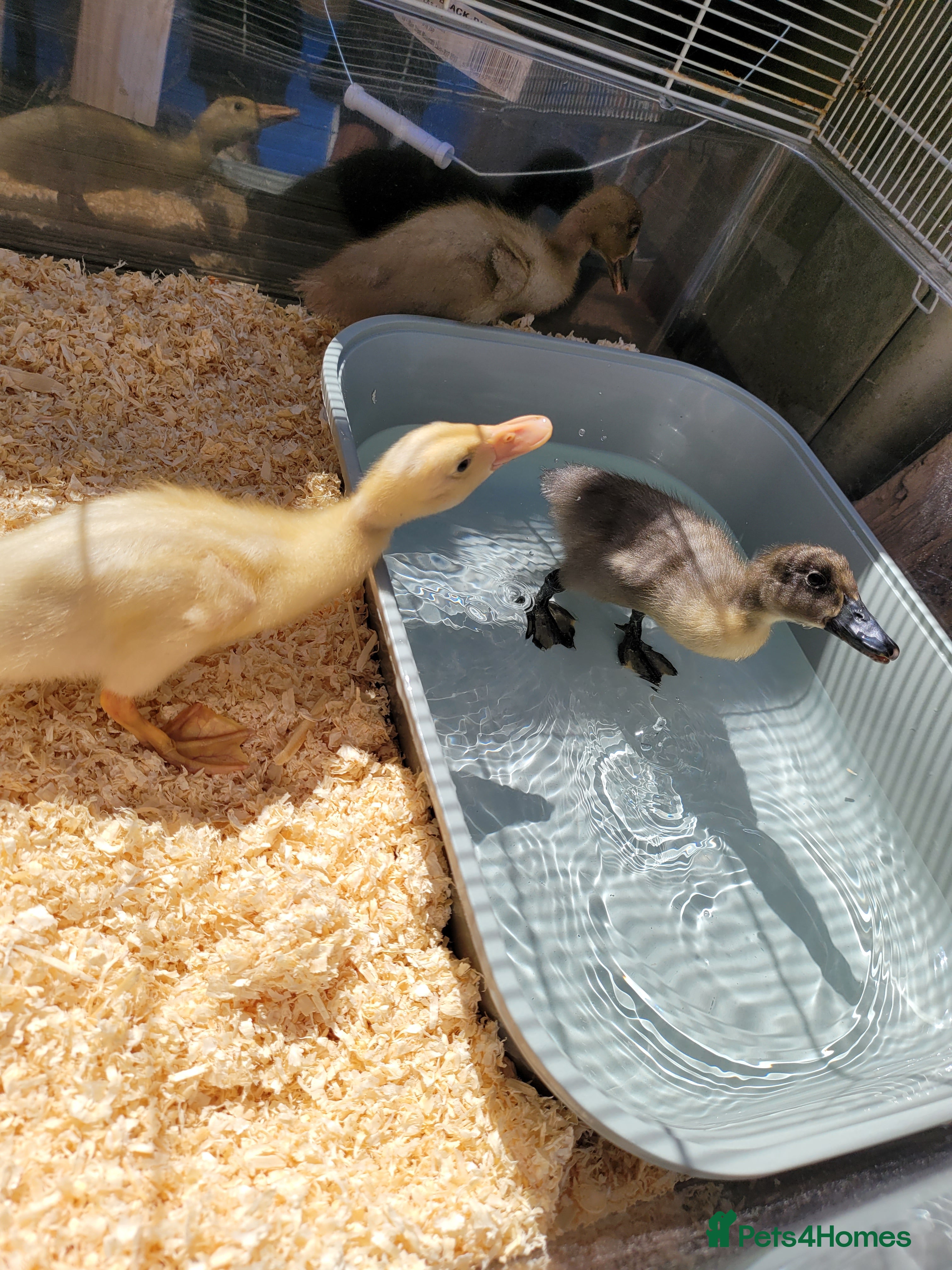 Ducks poultry Gorgeous baby runner ducks - Advert 1