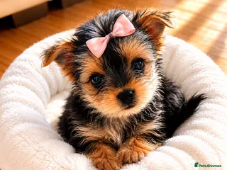 Mixed Breed dogs 🐾 Beautiful Yorkshire Terrier Puppies 🐾 - Advert 5