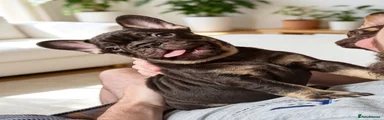 French Bulldog 2