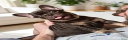 French Bulldog dogs for sale: 🌟REDUCED🌟only one girl and one boy left - Advert 13