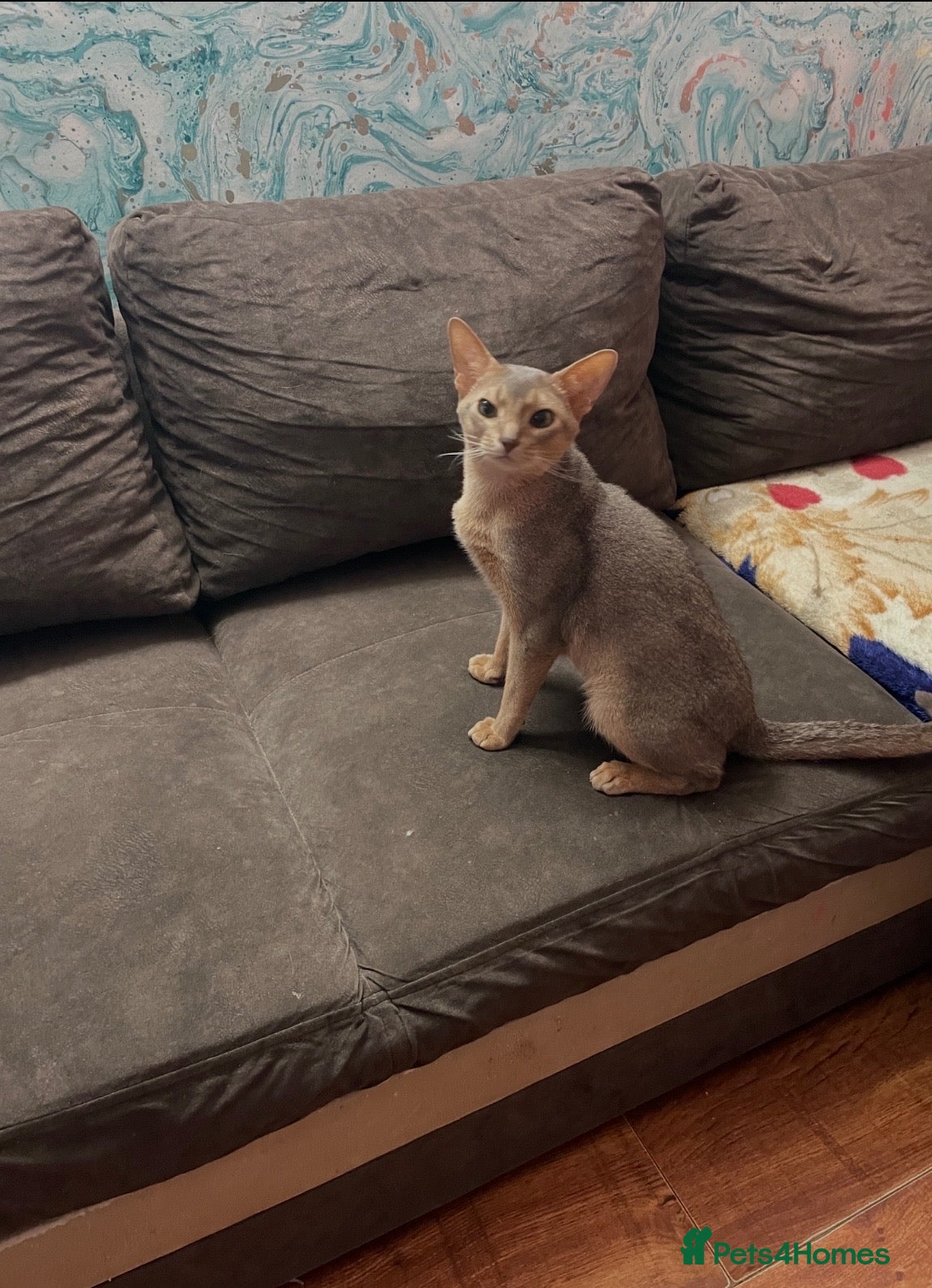 Abyssinian cats Blue Abyssinian Boy looking for a New home  - Advert 7