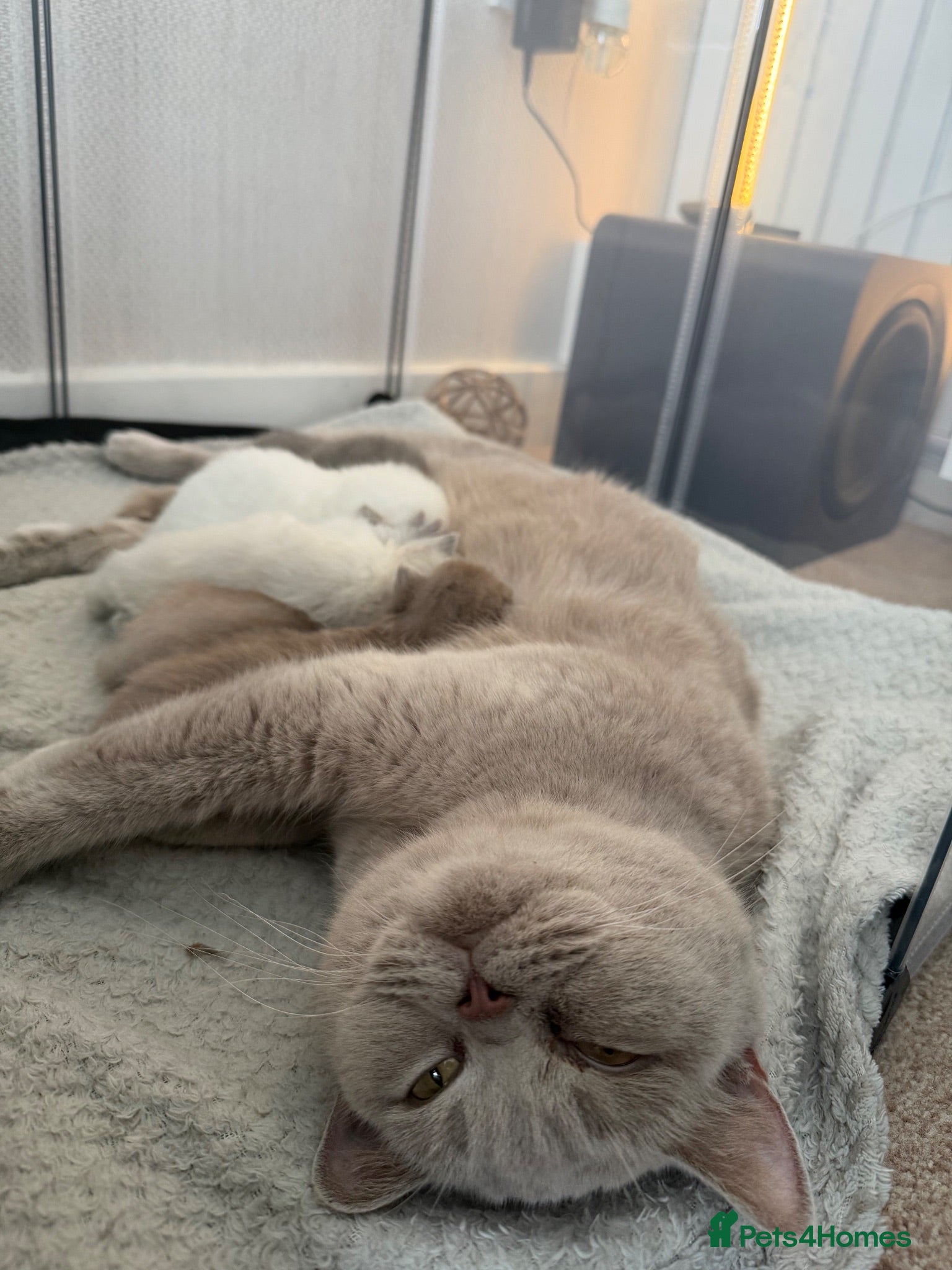 British Shorthair cats British Shorthair Kittens  - Advert 14
