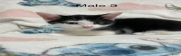 Mixed Breed cats for sale: Four Lovely Kittens For Sale - £90 - Advert 13