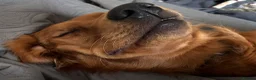 Golden Retriever dogs for stud: Genetically clear of all diseases  - Advert 8