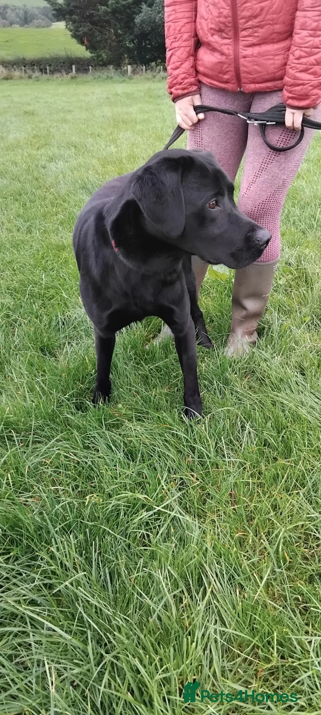 Labrador Retriever dogs for sale: Male age 2 entire - Advert 2
