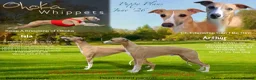 Whippet dogs for sale: Crufts winning parents - Advert 9