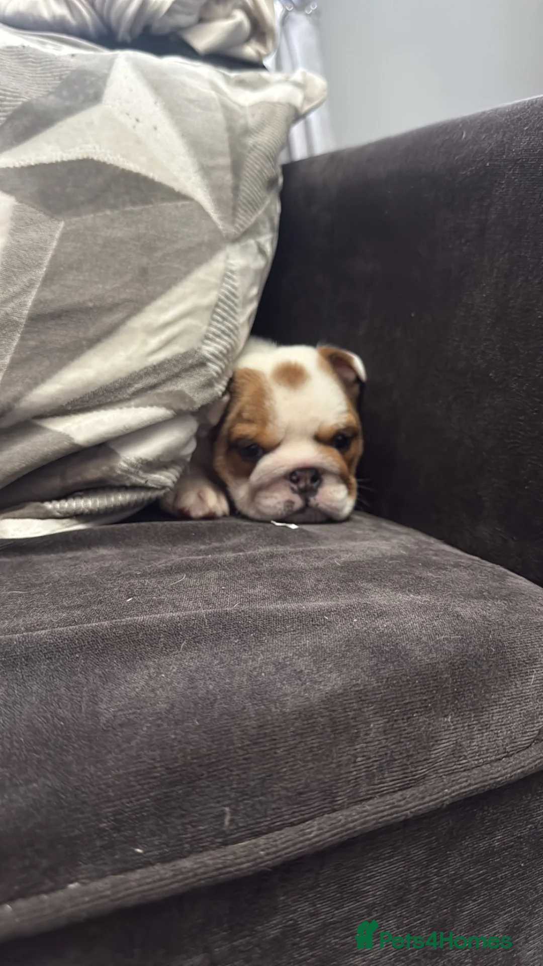 English Bulldog dogs for sale: STUNNING BOY SEEKS HOME - Advert 2