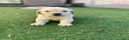 Golden Retriever dogs for sale: ⭐ KC Registered Golden Retriever Puppies ⭐️  - Advert 27
