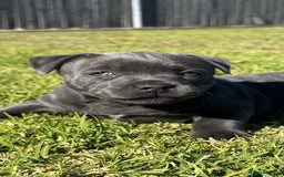 Staffordshire Bull Terrier dogs for sale: Purebred Staffordshire Bull Terrier Puppies Blue - Image 5