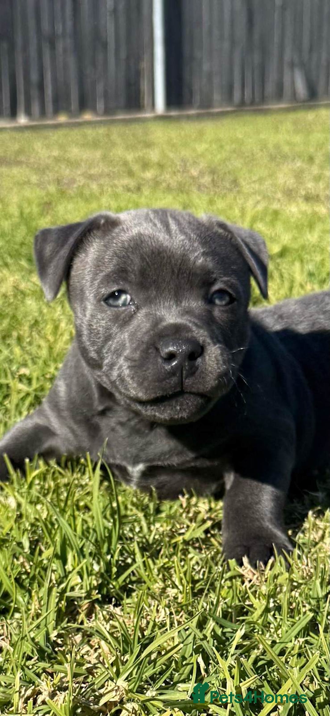 Staffordshire Bull Terrier dogs for sale: Purebred Staffordshire Bull Terrier Puppies Blue - Image 5