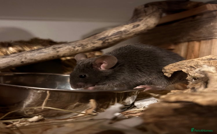 Mouse rodents - Advert 2
