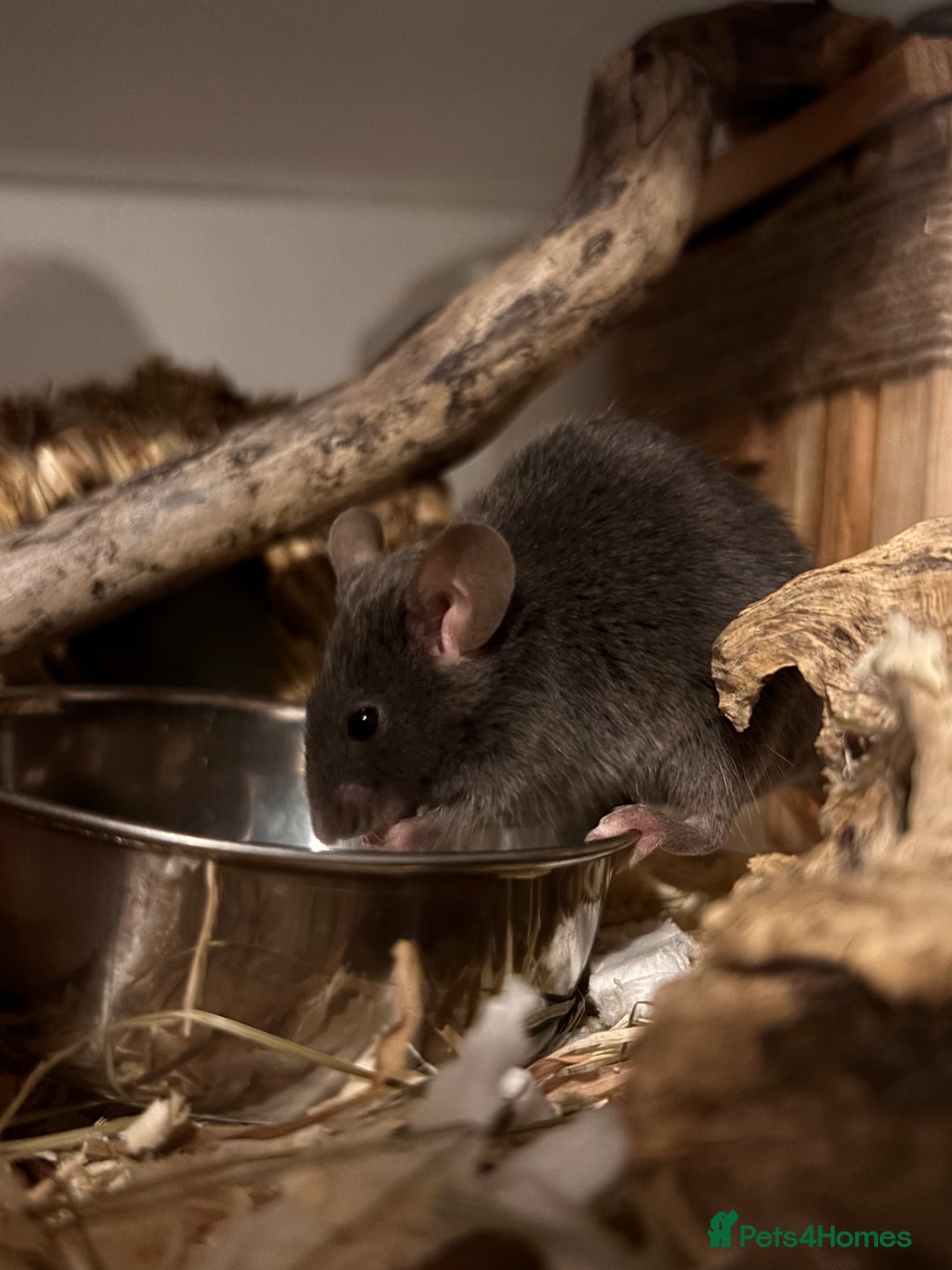 Mouse rodents for sale: bonded pair fancy mice (for free) - Image 1