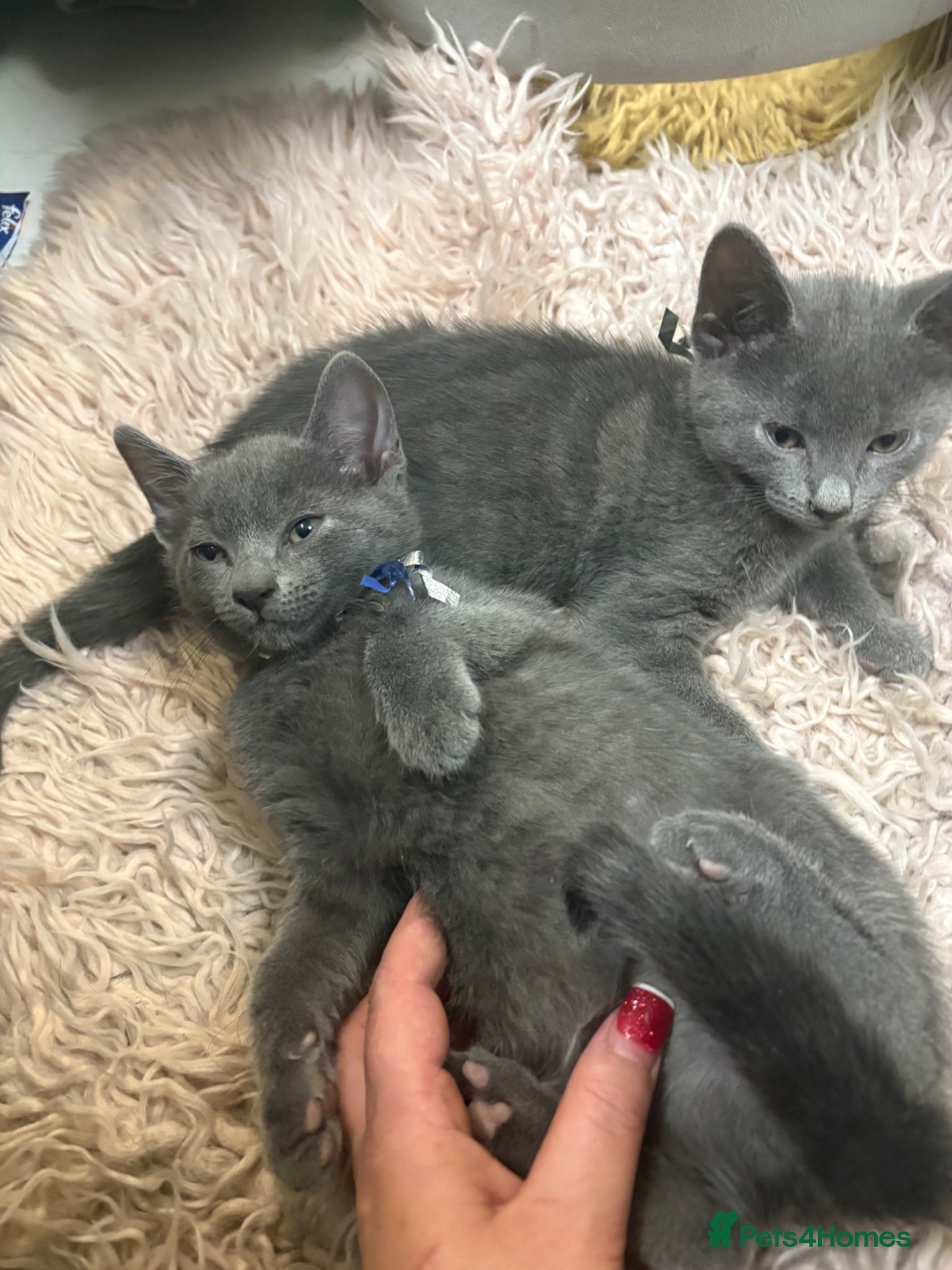 Russian Blue cats for sale: Blue Russian kittens - Advert 7