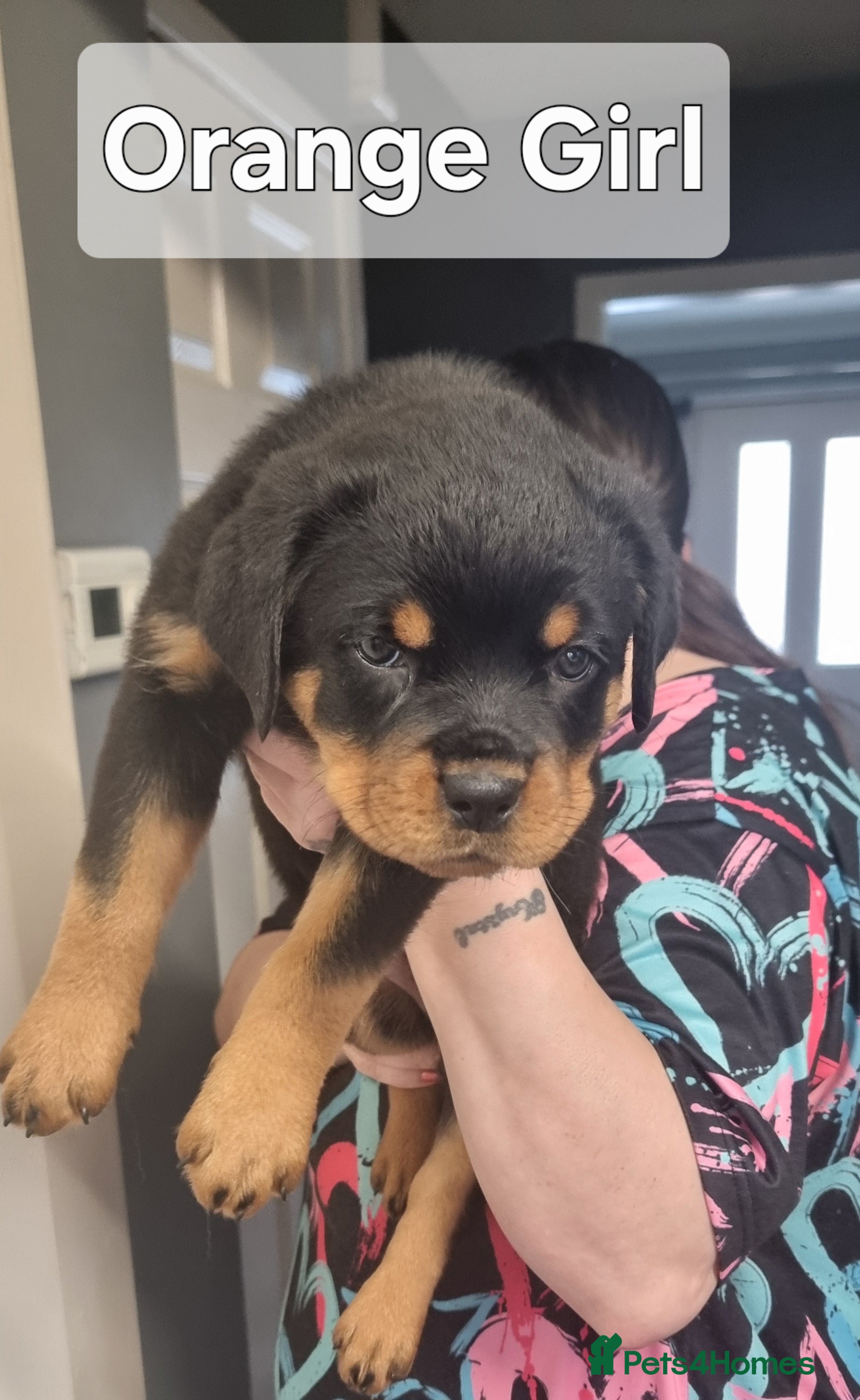 Rottweiler dogs 🐾 Beautiful Rottweiler Puppies - Advert 3