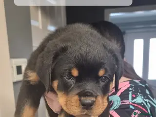 Rottweiler dogs 🐾 Beautiful Rottweiler Puppies - Advert 3