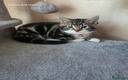 Mixed Breed cats for sale: 4 little kittens looking lovely new home.  - Image 20