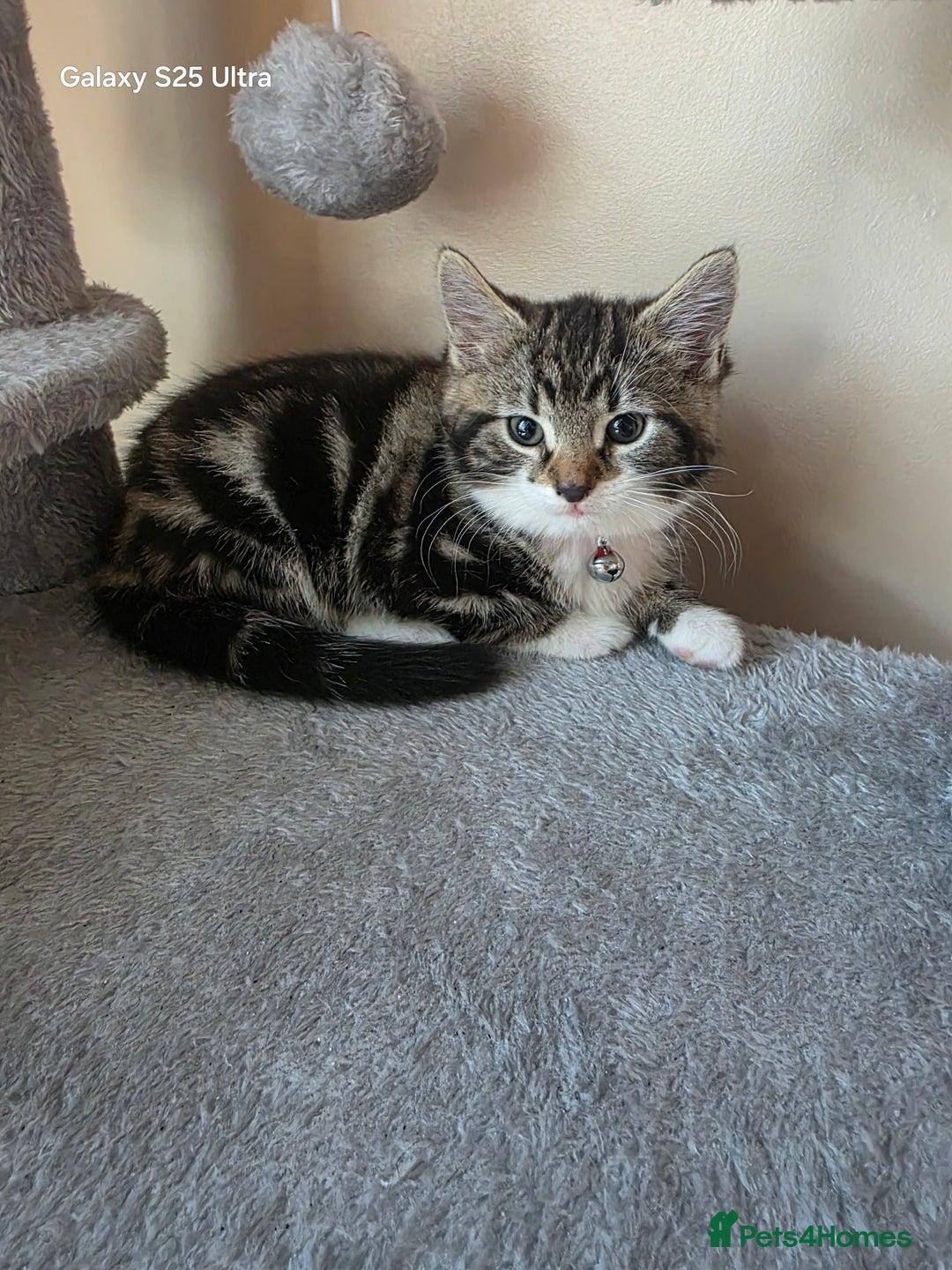 Mixed Breed cats for sale: 4 little kittens looking lovely new home.  - Image 20