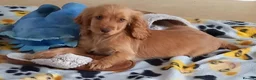 Cocker Spaniel dogs for sale: Last Show Cocker Girl Ready Now  - Advert 4