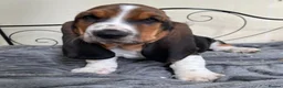Basset Hound dogs for sale: KC Registered Basset Hound puppy for sale - Advert 4