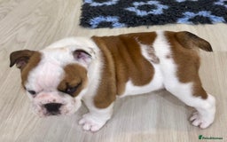 English Bulldog dogs for sale: 2 Healthy Bitch Puppys Available To The Best Homes - Image 11