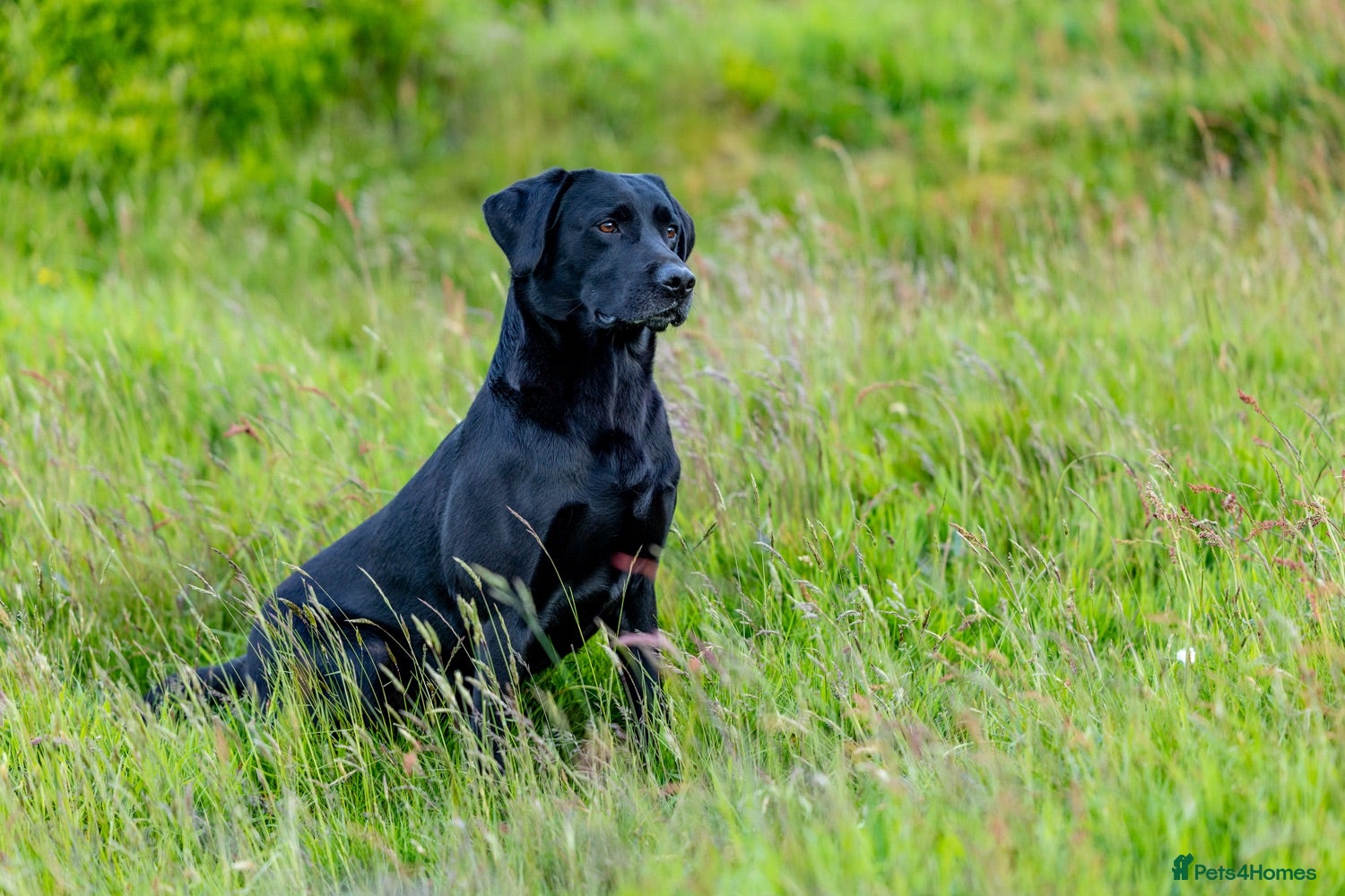 Labrador Retriever dogs Black labrador stud- FULLY HEALTH TESTED - Advert 2