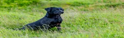 Labrador Retriever dogs for stud: Black labrador stud- FULLY HEALTH TESTED - Advert 1