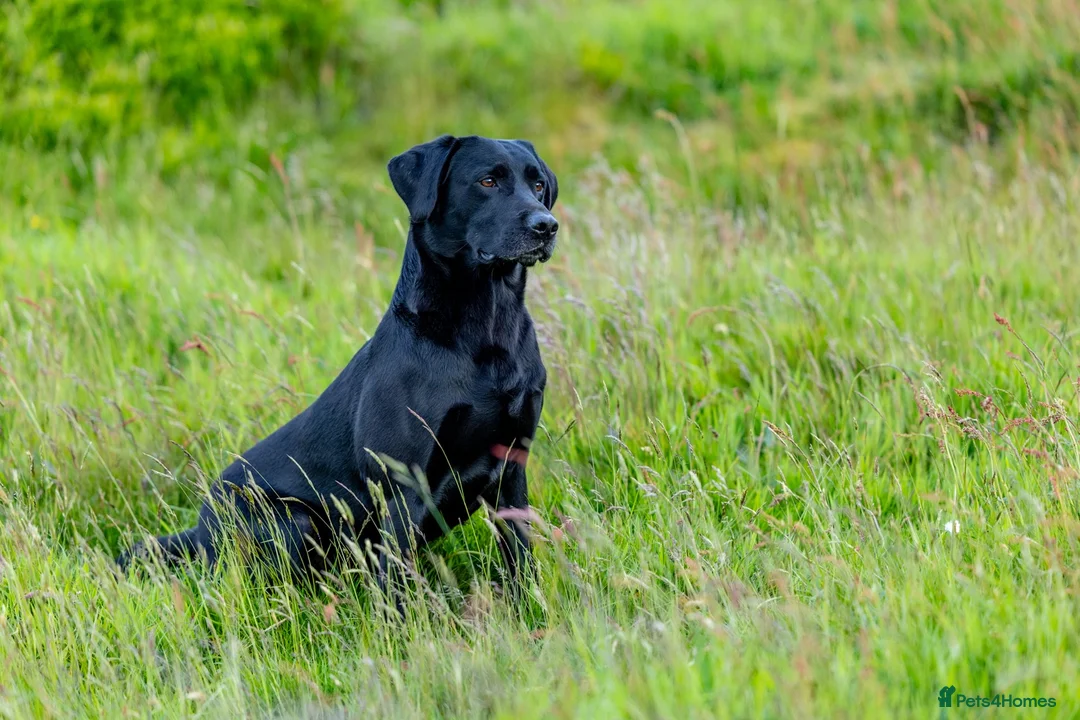 Labrador Retriever dogs for stud: Black labrador stud- FULLY HEALTH TESTED - Advert 1
