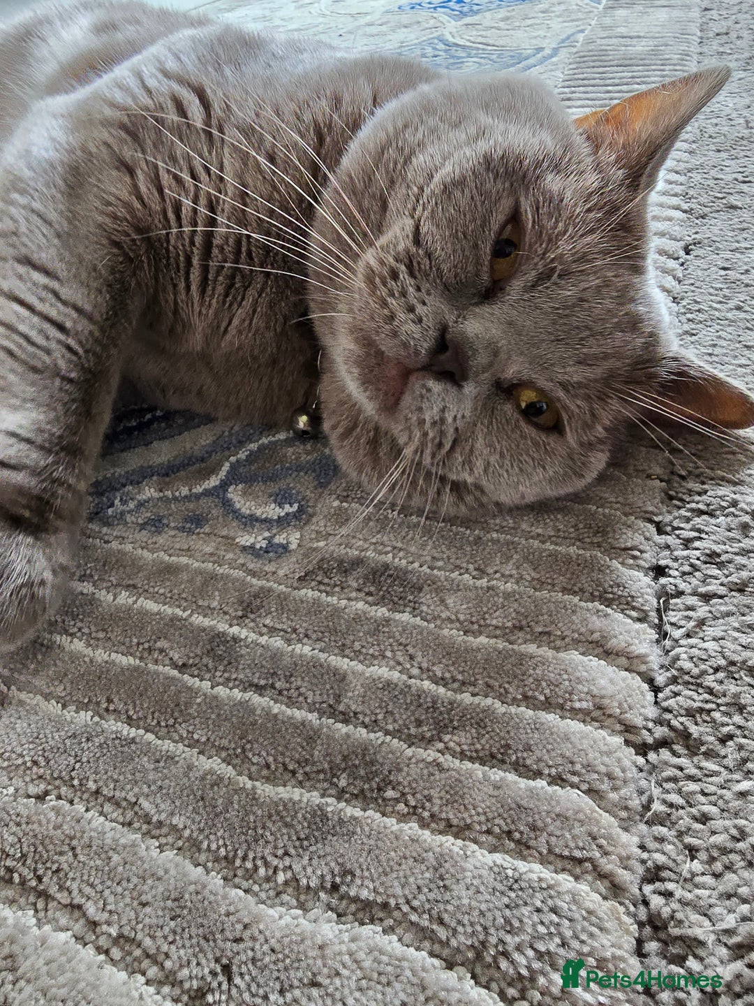 British Shorthair cats for sale: GCCF registered ACTIVE STUD british short hair - Advert 6