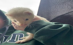 Ferret rodents for sale: Ferret Kits (albino, sandy, bew colours) - Image 14