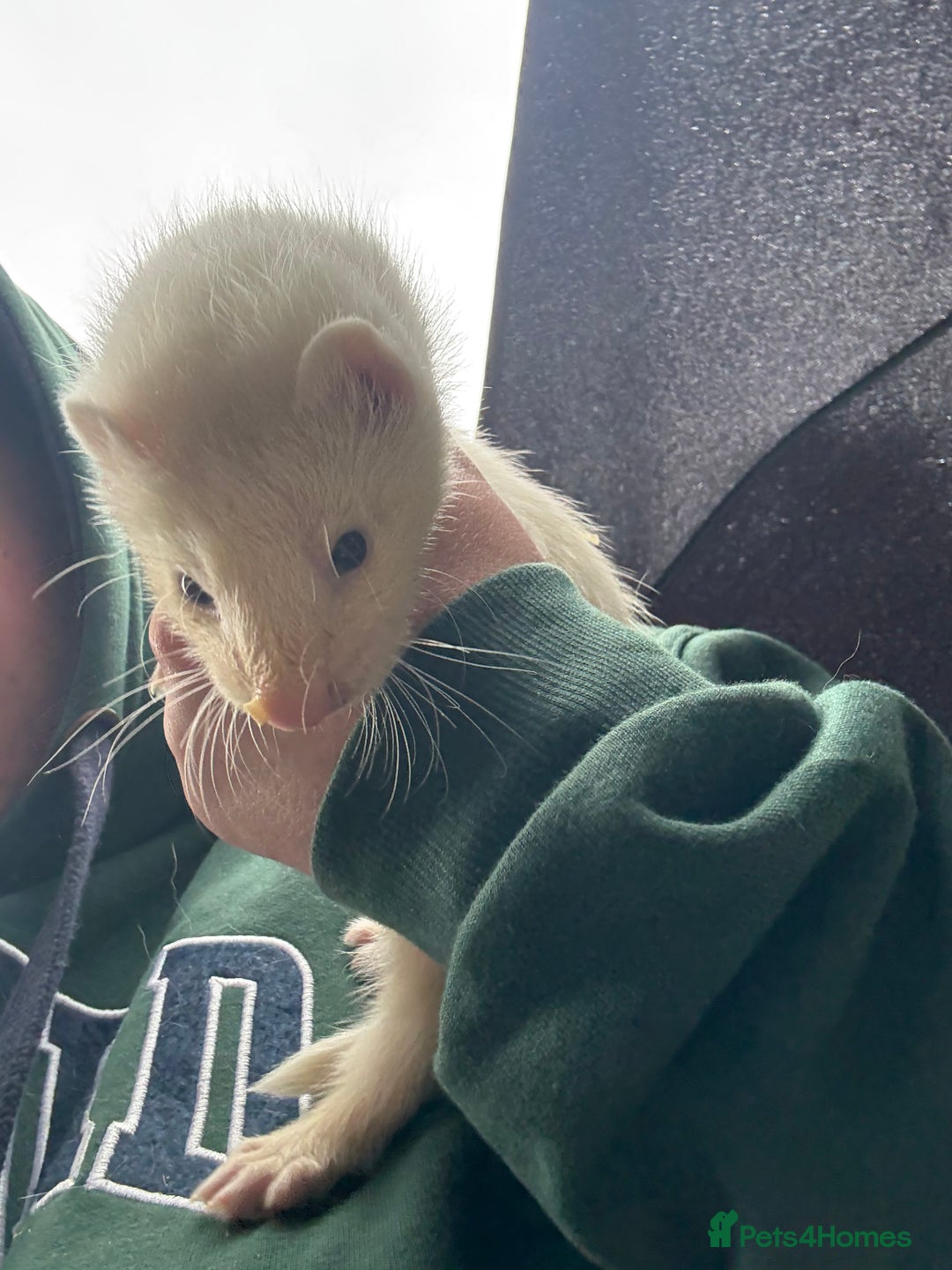 Ferret rodents for sale: Ferret Kits (albino, sandy, bew colours) - Image 14