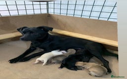 Mixed Breed dogs for sale: Gorgeous litter of Jack x chi pups  - Image 13