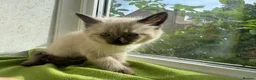 Ragdoll cats for sale: Beautiful Ragdoll Kittens :)  - Advert 23