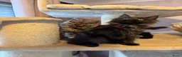 Maine Coon cats for sale: Tica registered black smoked male Maine coon - Advert 15