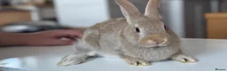 Mixed Breed rabbits for sale: Stunning, Hand-Reared Bunnies Seeking Forever home - Advert 6