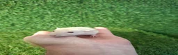 Rat rodents for sale: DWARF RATS - Advert 7