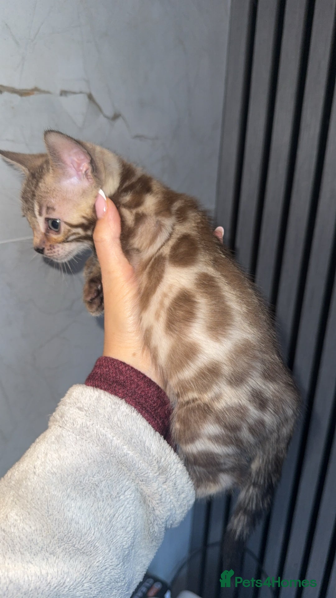 Bengal cats for sale: Bengal kittens  - Advert 17