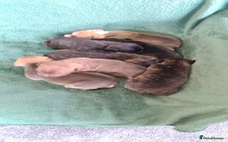 Staffordshire Bull Terrier dogs for sale: Beautiful staffy pups - Image 3
