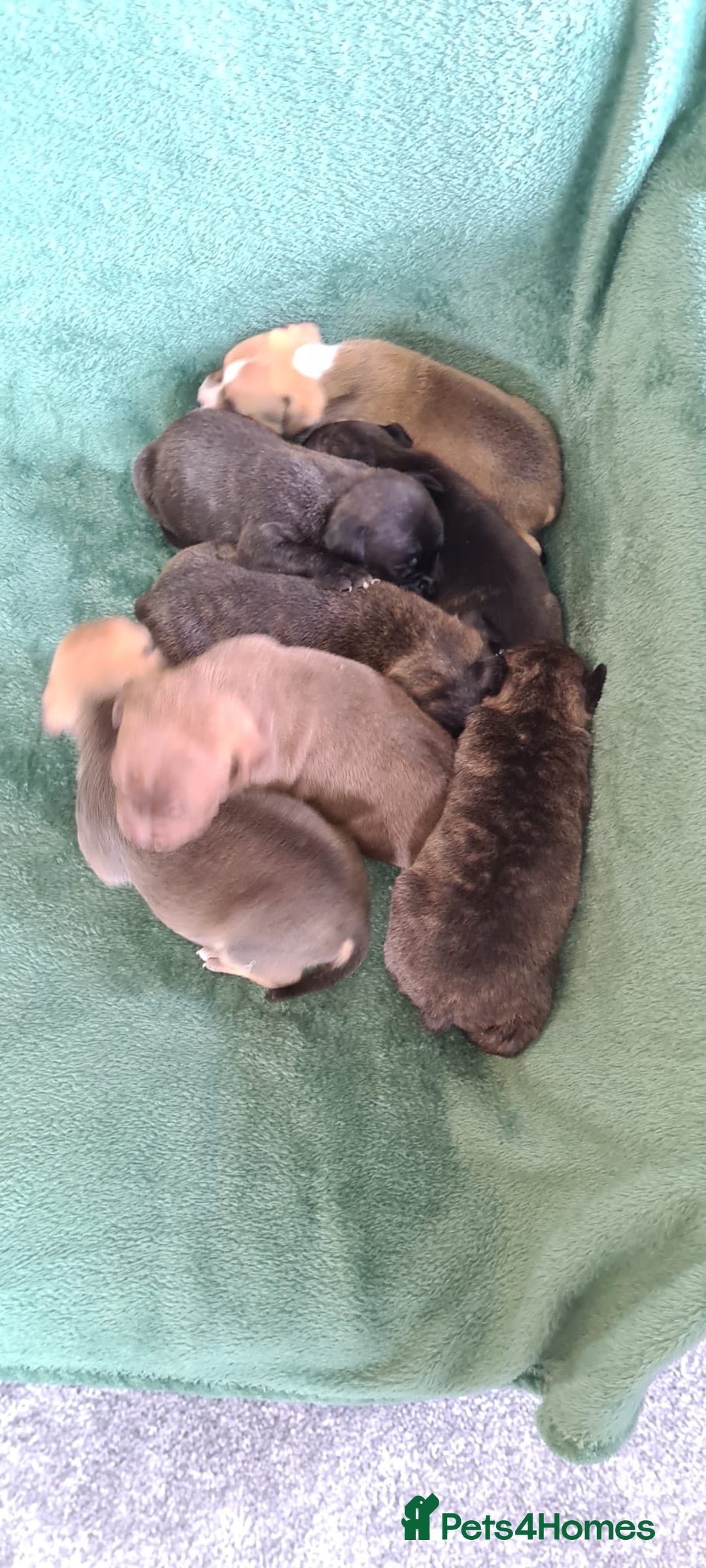 Staffordshire Bull Terrier dogs for sale: Beautiful staffy pups - Image 3