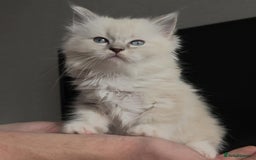 Ragdoll cats for sale: Ragdoll kittens ready to go! - Image 4