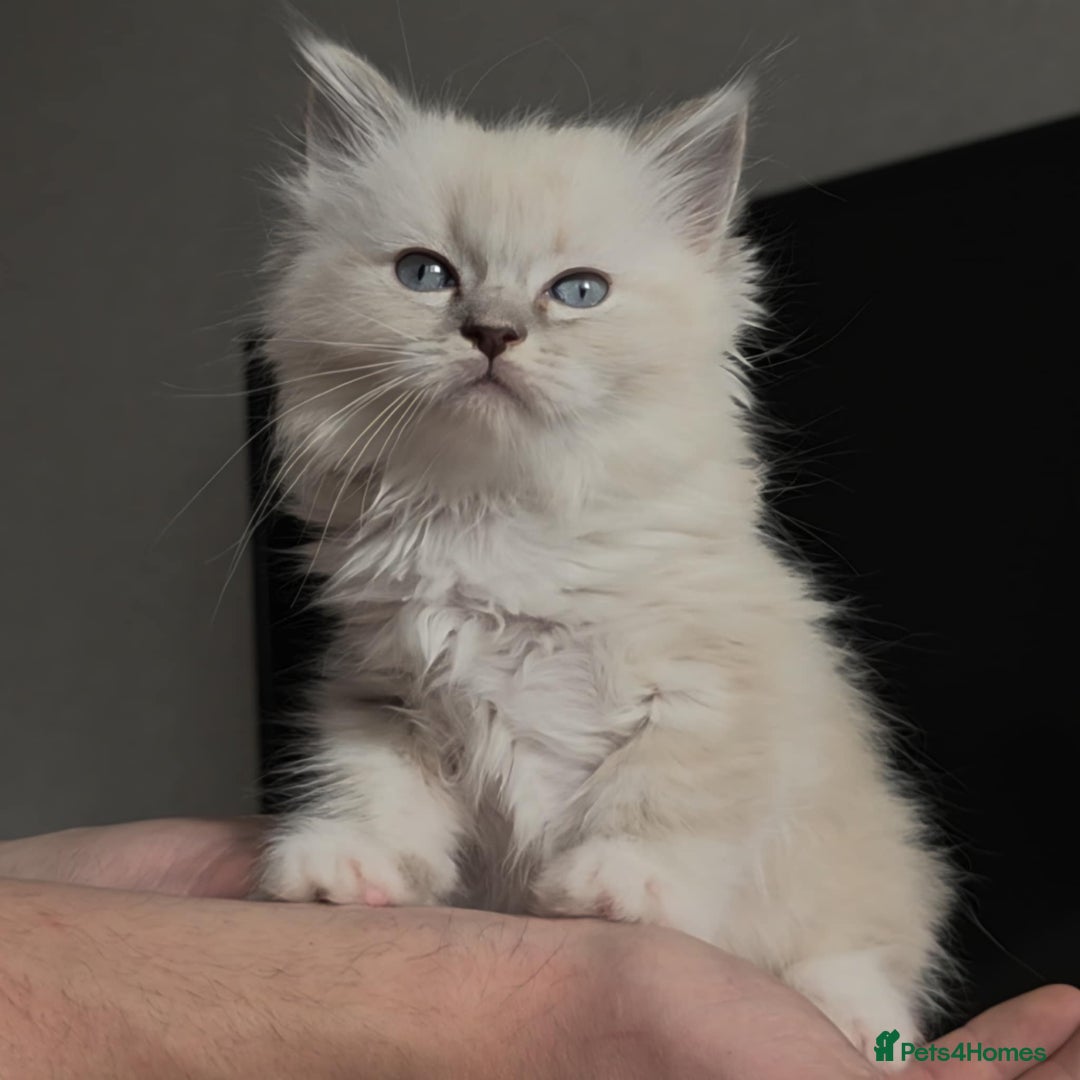 Ragdoll cats for sale: Ragdoll kittens ready to go! - Image 4