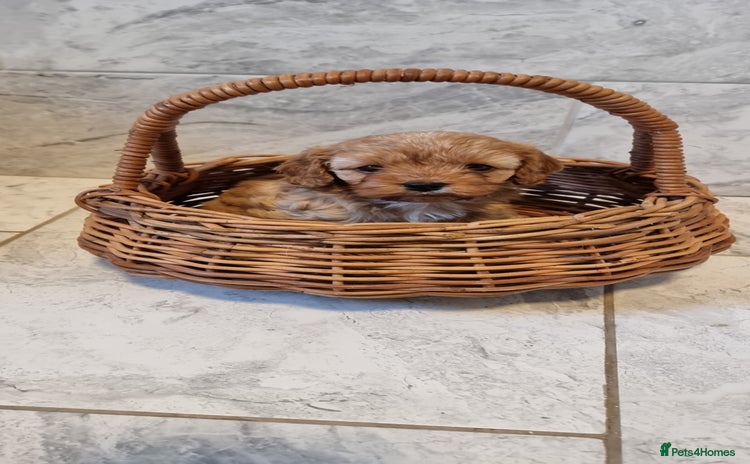 Cavapoo dogs Stunning f1 toy cavapoo girls - Advert 2