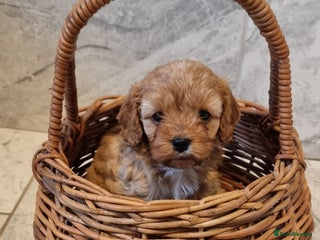 Cavapoo dogs Stunning f1 toy cavapoo girls - Advert 2