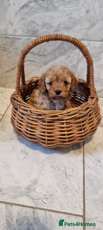 Cavapoo dogs Stunning f1 toy cavapoo girls - Advert 2