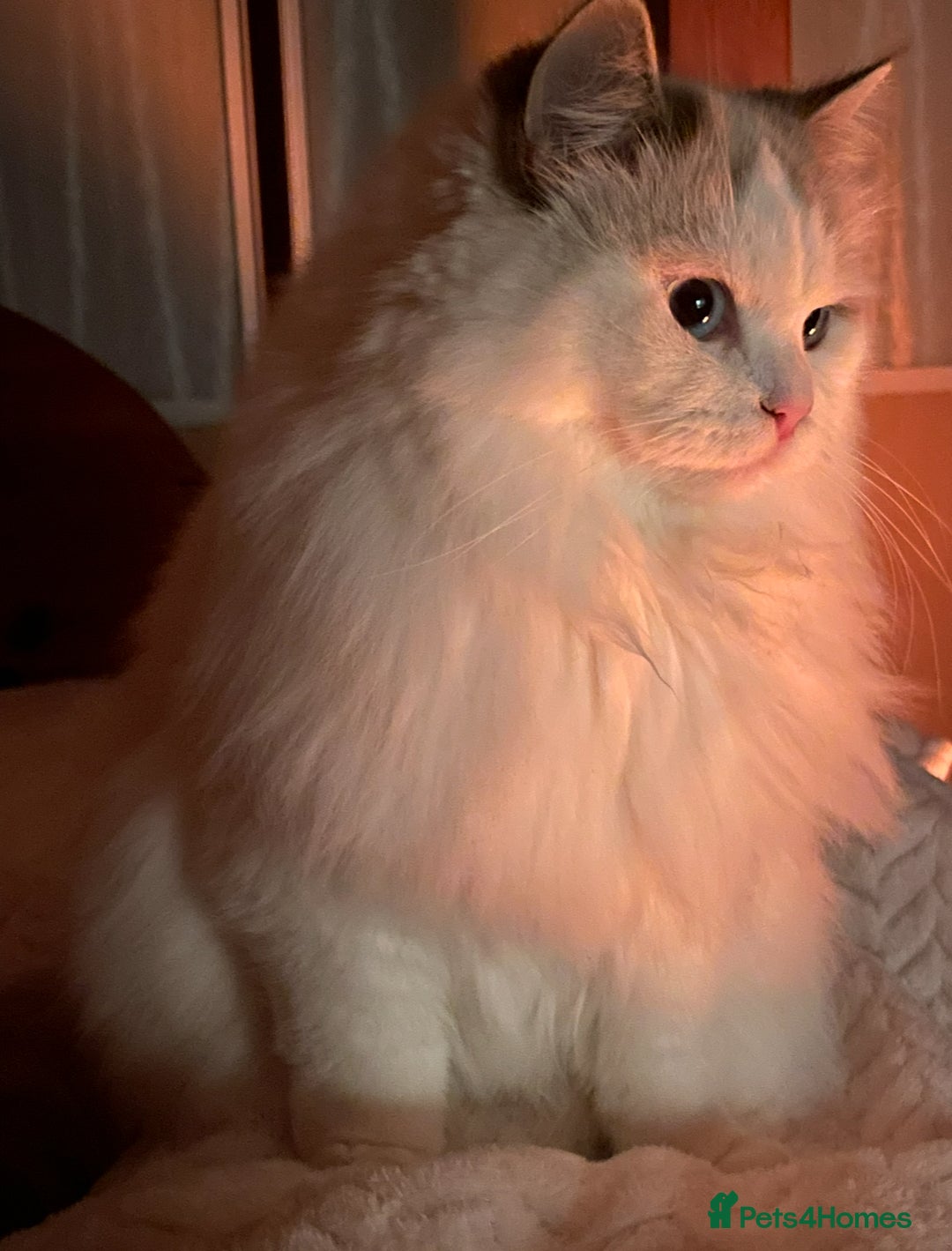 Siberian cats for sale: “Cat share” 3 GCCF Neva Masquerade Siberian cats  - Advert 12