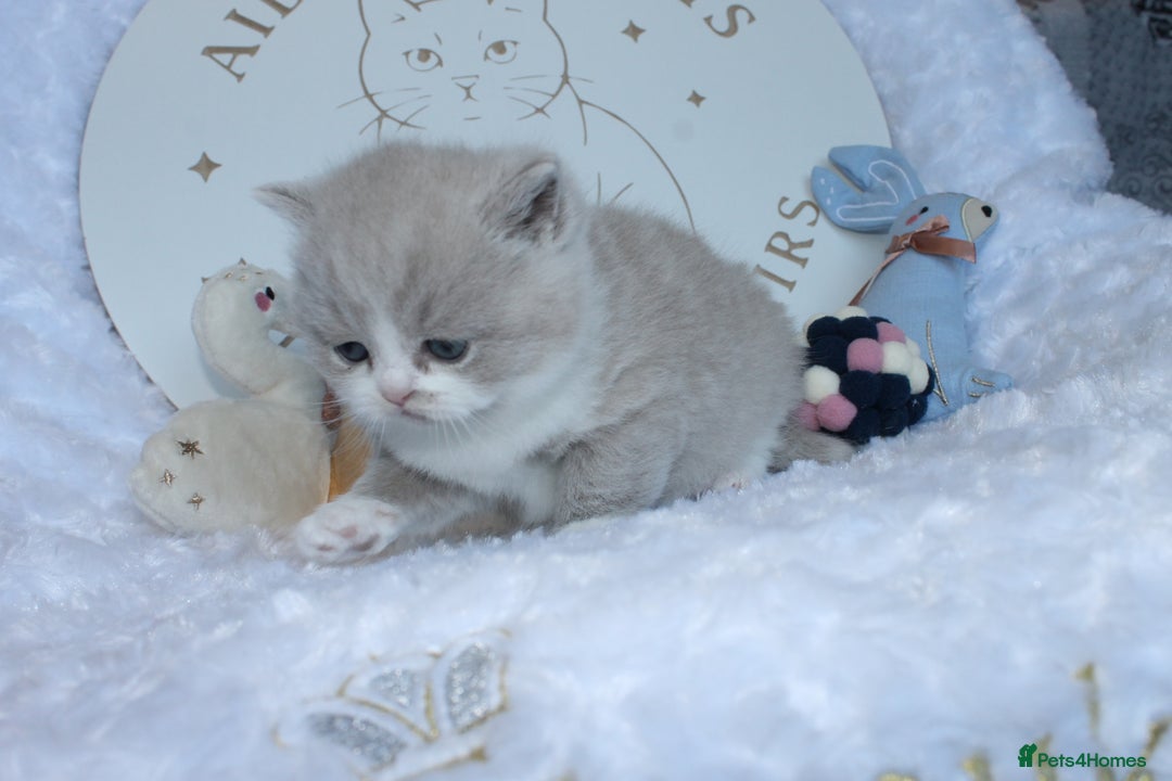 British Shorthair cats for sale: ✨ Gccf Champion Parents. Lilac bi colour male ✨ - Advert 5