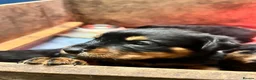 Rottweiler dogs for sale: Phenomenal Rottweiler pups  in Ripon - Advert 3